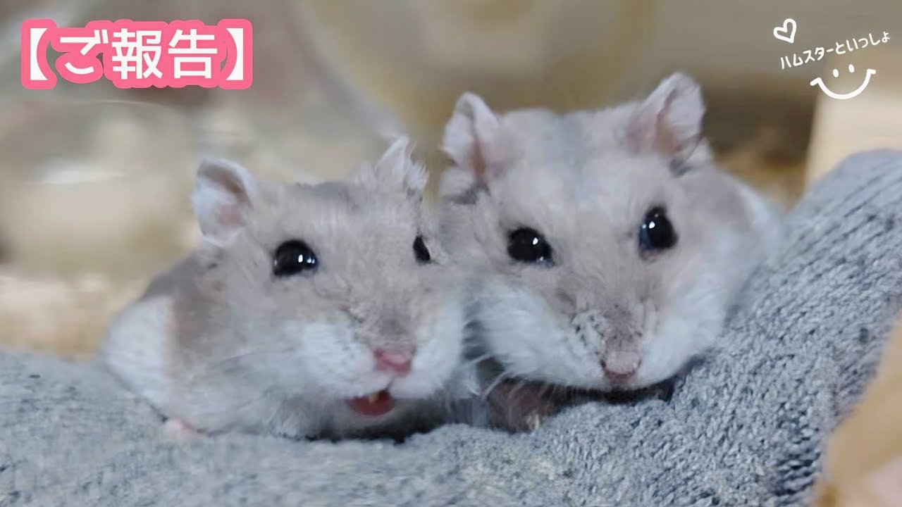 ハムスターと過ごした5年5ヶ月。卒業、そして春からは…皆様に伝えたいこと。