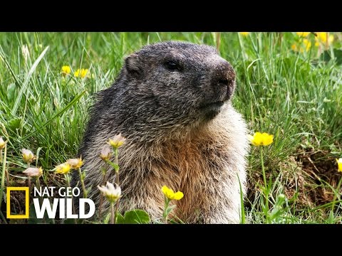 Rencontre avec les marmottes