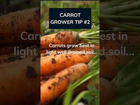 , title : 'Make sure you watch this before planting your Carrot seeds!! #shorts #carrot'