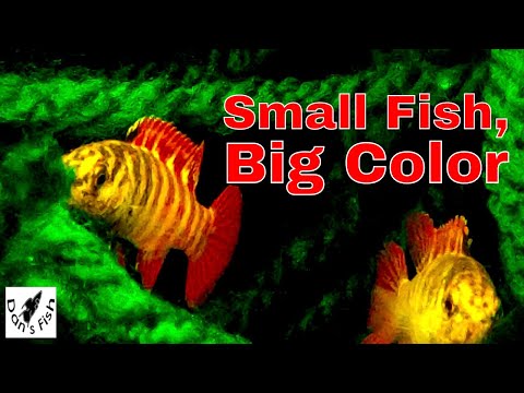 Black Tiger Dario: Little Gems from Myanmar