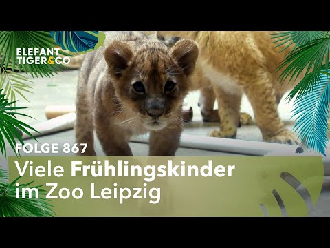 Frühlingskinder (Folge 867) | Elefant, Tiger & Co. | MDR