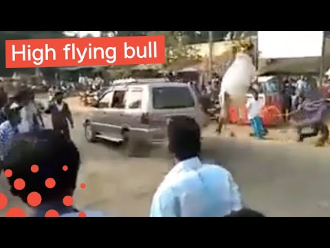 Charging Bull Jumps into Man