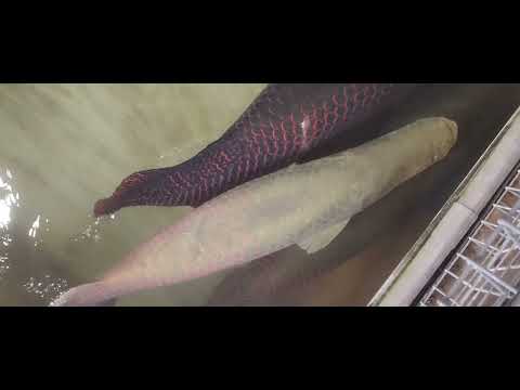 Huge Arapaima (Arapaima gigas) #giantfish #Arapaima