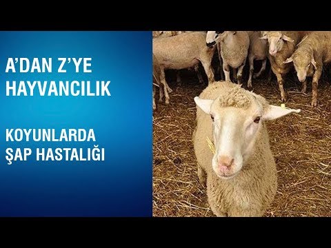 , title : 'A'dan Z'ye Hayvancılık - Koyunlarda Şap Hastalığı'