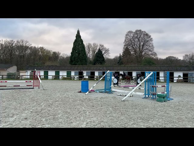 Maori super hongre de 4 ans 