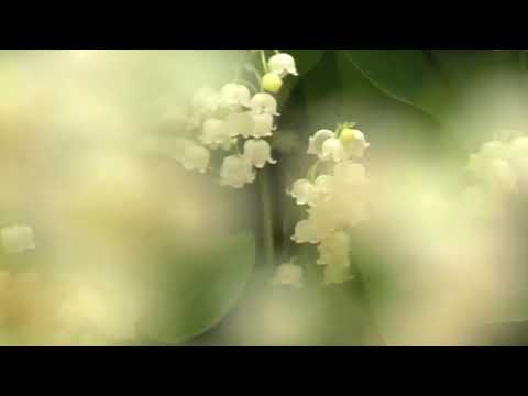 Pashto Hamd ( awaz Qari abdulhameed ) Ay khudaya zama khuday pa zarha me tamana da pa labanome douwa