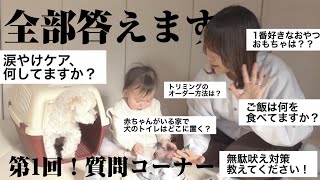 【涙やけ対策etc.】視聴者さんからの質問全部答えてみた！【マルプー×赤ちゃん】