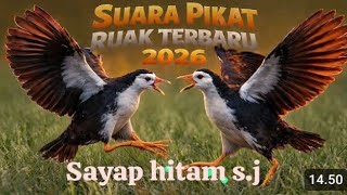 Download lagu Suara pikat ruak terbaru #burung #burungruak #suarapikat #jeratruak #pikatruak #alam #ruak2 mp3 Download lagu Suara pikat ruak terbaru #burung #burungruak #suarapikat #jeratruak #pikatruak #alam #ruak2 mp3