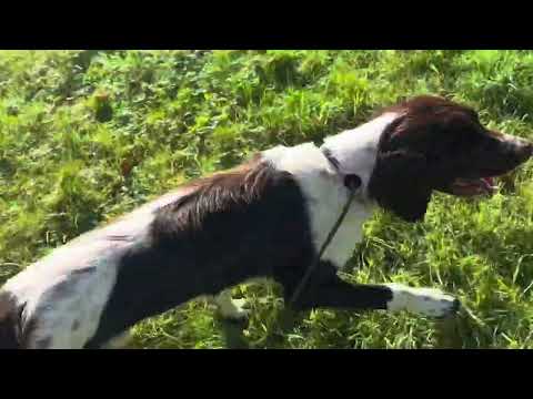 Springer Spaniel ist an der Leine schrecklich – vor und nach dem Training.