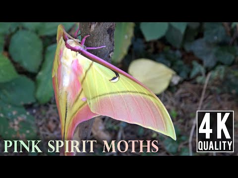 Pink Spirit Moths - Actias rhodopneuma -  Amazing insects - 4K Quality! - No Commentary Version