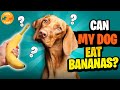 Will A Banana Peel Hurt A Dog