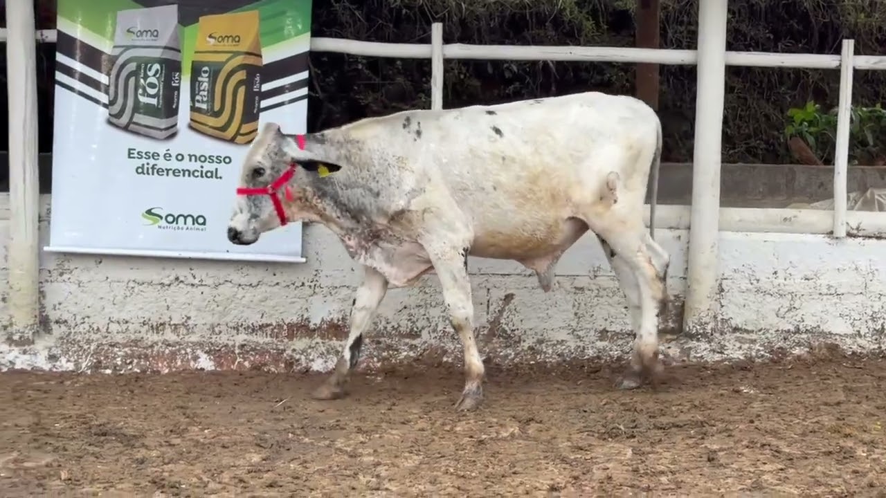 LOTE 80