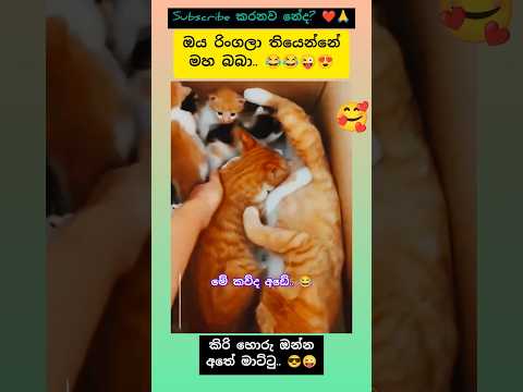 මහ බබා 🤣 #shorts #funny #cats #viralvideo #sltrending #pets #catshorts #subscribe #song