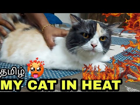 How I calm my cat in heating period | cat heating symptoms | cat heat explained in Tamil