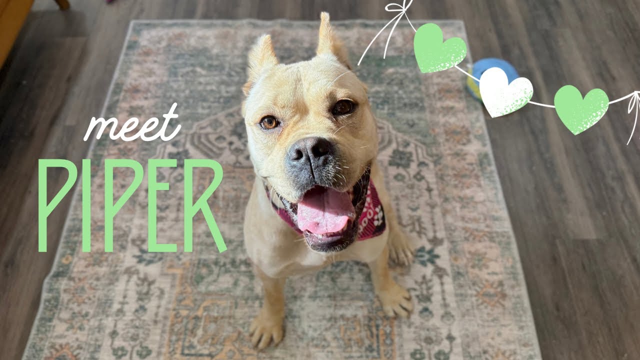 Enlarge Piper Squishy Lovebug, a Adoptable mixed breed in Cincinnati, OH video 6/6