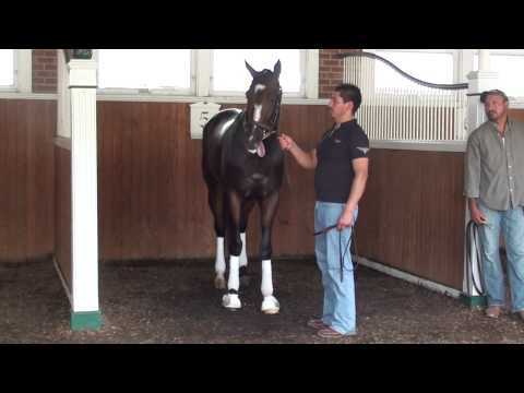 Rachel Alexandra schools in Monmouth's paddock 07-23-10