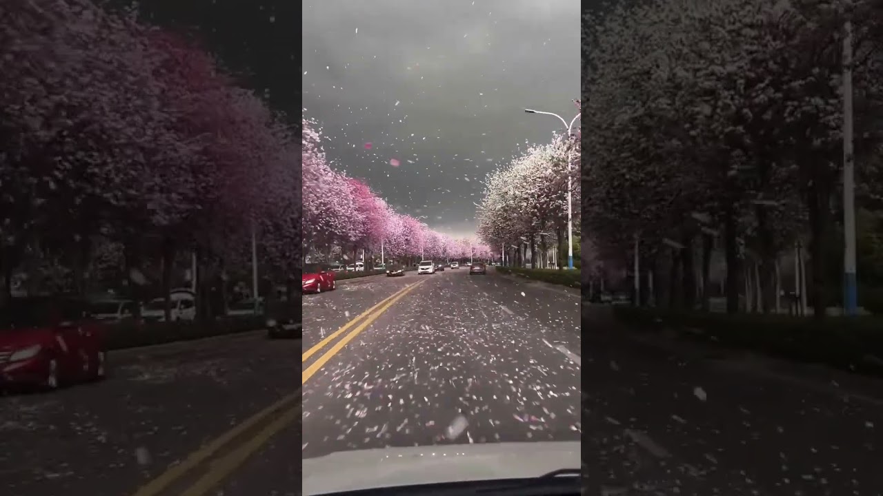 I drive my car between cherry blossom trees #cherry blossom #car driving #nature#yt shorts
