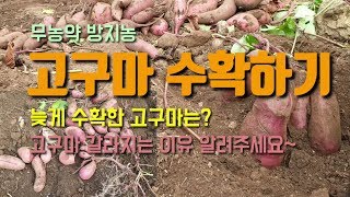 고구마 수확하기 얼마나 나왔을까요? 밤고구마 호박고구마 자색고구마 못생겨도 좋아요.