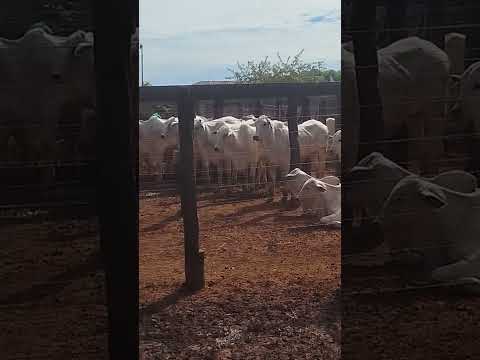 Pecuária sulparaense em Conceição do Araguaia viva como sempre