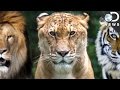 How Evolution Creates Hybrid Animals