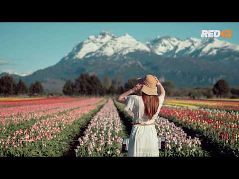 TULIPANES TREVELIN EN INVIERNO