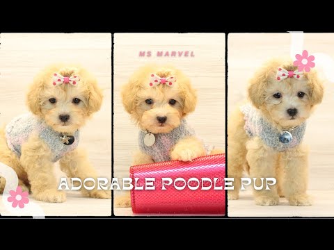 Tiny Paws Poodle Haven