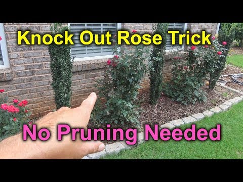 , title : 'How to Prune Knock Out Rose - Roses Falling Over