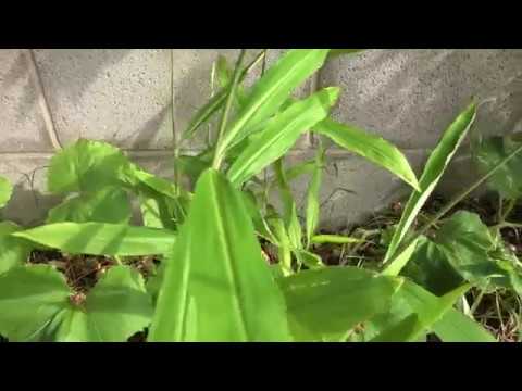 #iGrow Zen: Strawbale Watermelon Honeydew Tomato Turmeric