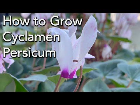 How To Grow Cyclamen persicum - And make it flower year after year, care for outdoors.