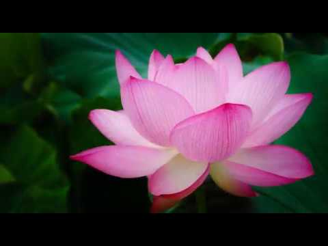 Gongyo & Daimoku - 28 minutes