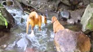 preview picture of video 'Dogs Play in the River of Rancho Nextia near Cofradia de Suchitlan'