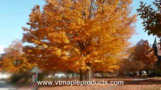 preview picture of video 'Vermont Fall Foliage Leaves Season 2009'