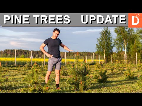 Planting PINE Trees - update