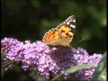 Painted Lady