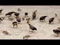 Eating Birds And Chirping Myna Sparrow Calm Tv