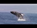 best of whale watching monterey california 11.30.2017