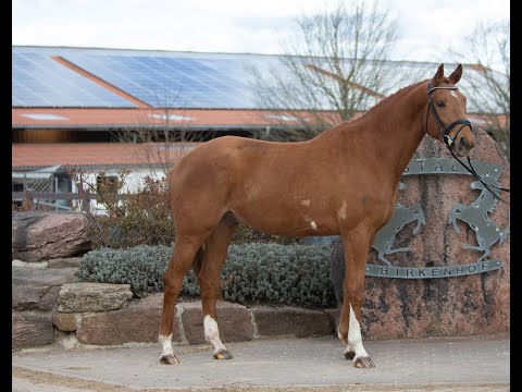 Wallach v./Gelding by Marseille - Heraldik xx * 2018