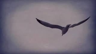 Daniel Spaleniak - Dear Love of Mine