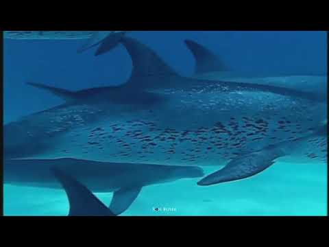 Mir & Jim Kerr - Deep Blue Sea