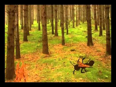 Det här vet vi om myror