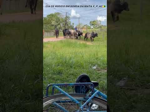 CIA DE RODEIO BM BORDA DA MATA XAPURI ACRE BRASIL  🇬🇫🇧🇷