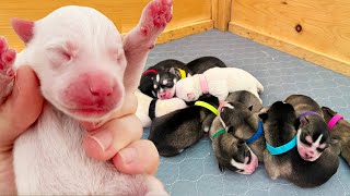 Day Old Husky Puppies!