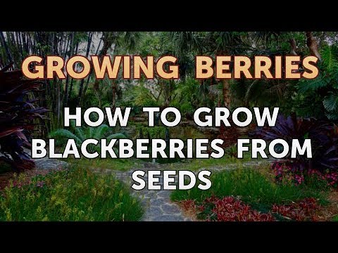 How to Grow Blackberries From Seeds