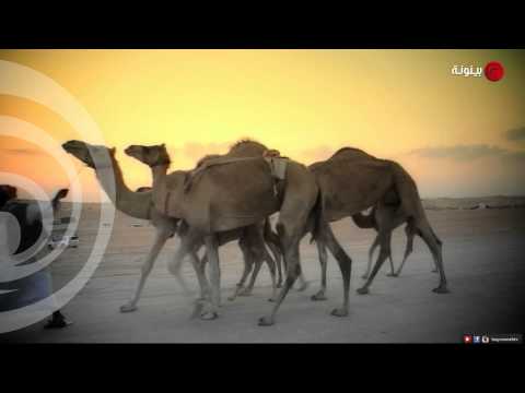 فيلر مهرجان الظفرة 2015 6