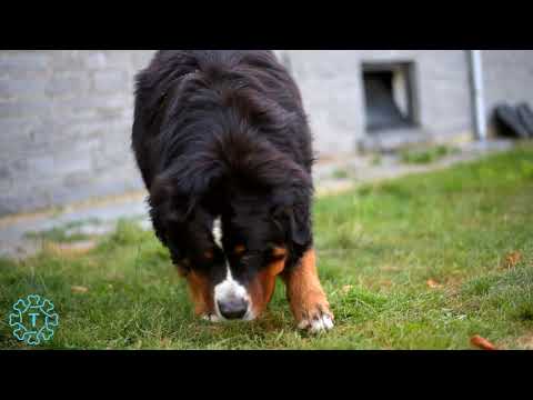 Tipaw | Lord of Berners | Elevage de Bouvier Bernois