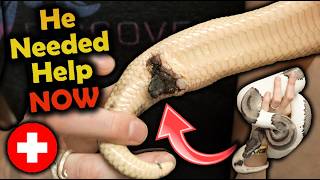Rescuing a Snake With a Critical Infection (Graphic Warning)
