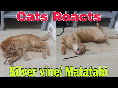Cats Reacts to SILVER VINE / MATATABI STICKS FOR CATS | TESTING OUT