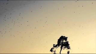 The Orchids - It's Ours