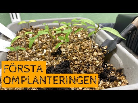 Kruktomater till fönstret - Den första omplanteringen!