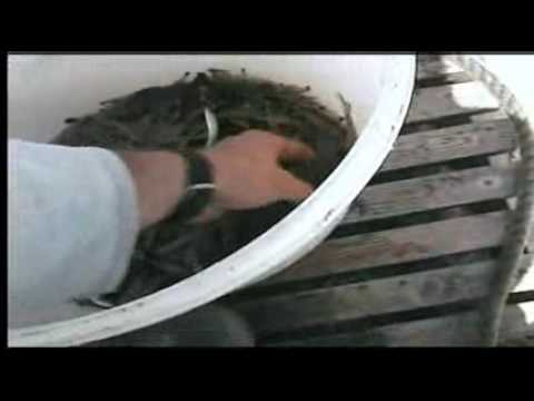 Granatfang im Jadebusen (Wilhelmshaven)